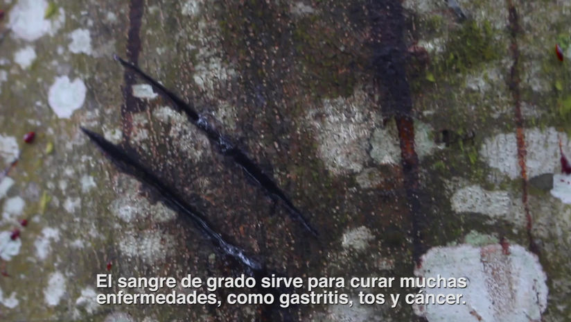 GIMNUNAJI (Sangre de grado)